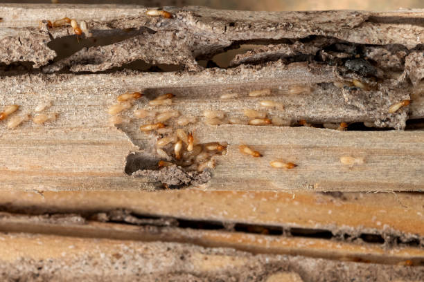Best Exterminator Services  in Mayer, MN